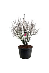 Sering Syringa And. an Ludwig Späth