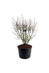 Sering Syringa Mme Lemoine