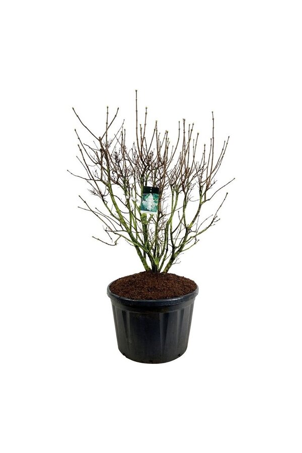 Sering Syringa Mme Lemoine