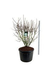 Sering Syringa Mme Lemoine