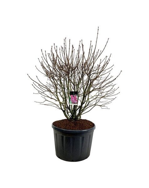 Syringa