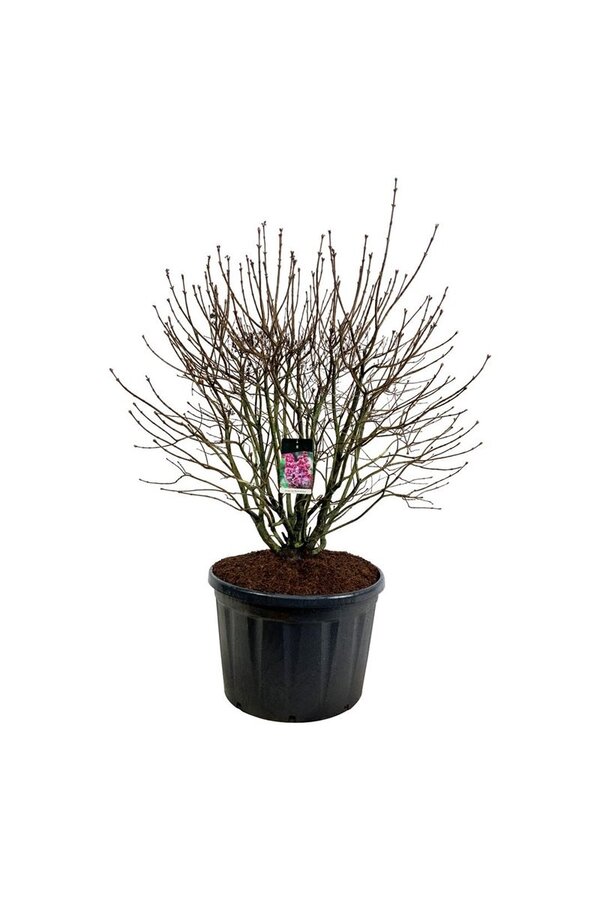 Sering Syringa Michel Buchner