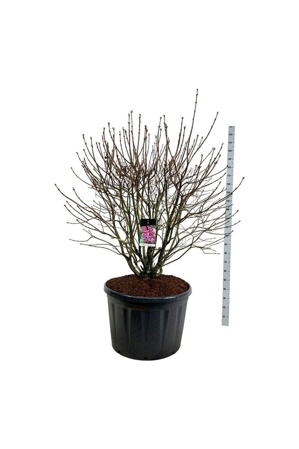 Sering Syringa Michel Buchner