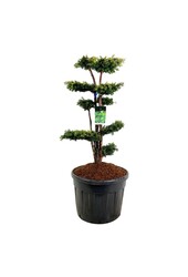 Venijnboom Taxus Dovastonii Aurea
