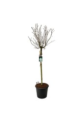 Sering Syringa Mme Lemoine