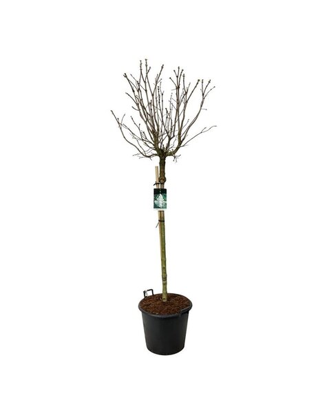 Syringa