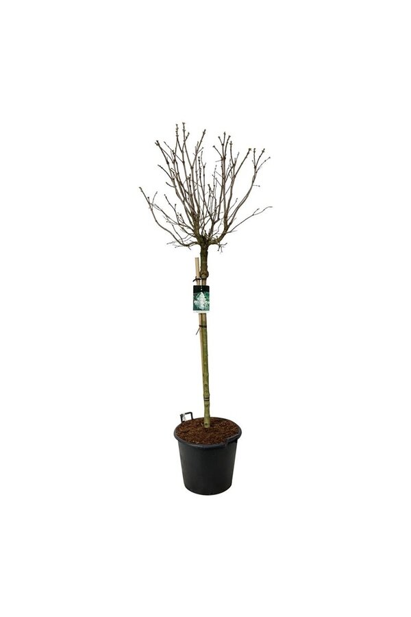 Sering Syringa Mme Lemoine