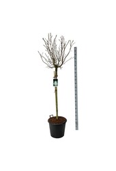 Sering Syringa Mme Lemoine