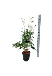 Bamboe Fargesia robusta Pingwu