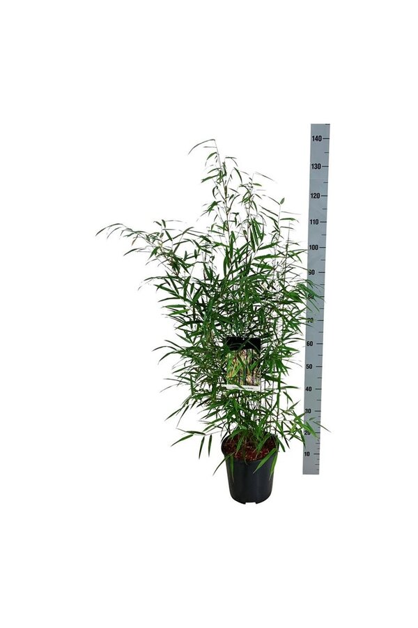 Bamboe Fargesia scabrida Asian Wonder
