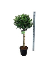 Portugese laurier Prunus Angustifolia