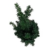 Venijnboom Taxus cuspidata nana