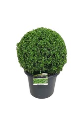 Buxus sempervirens