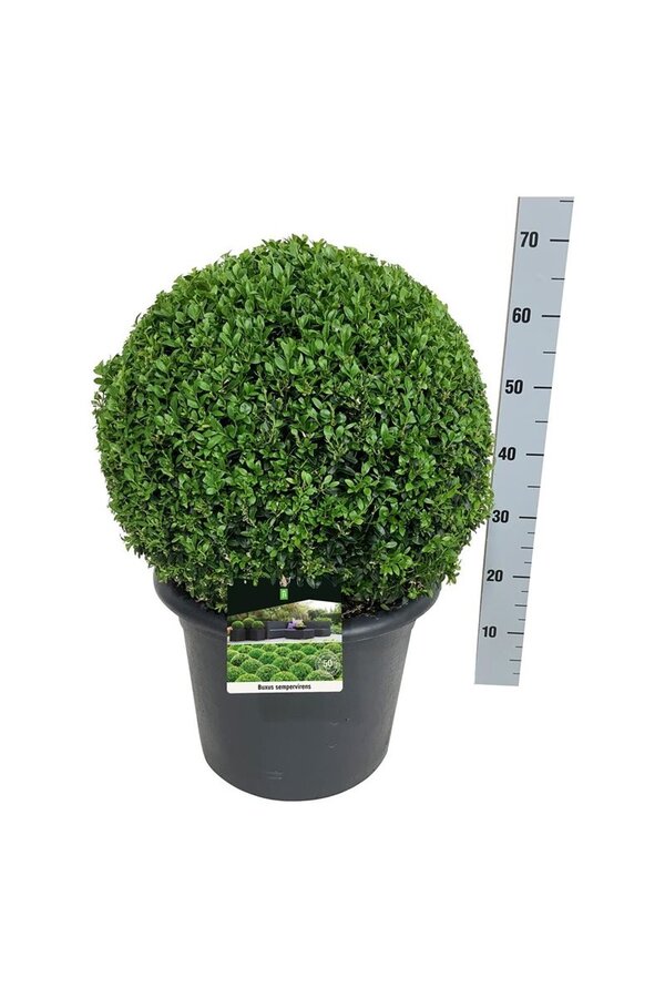 Buxus sempervirens