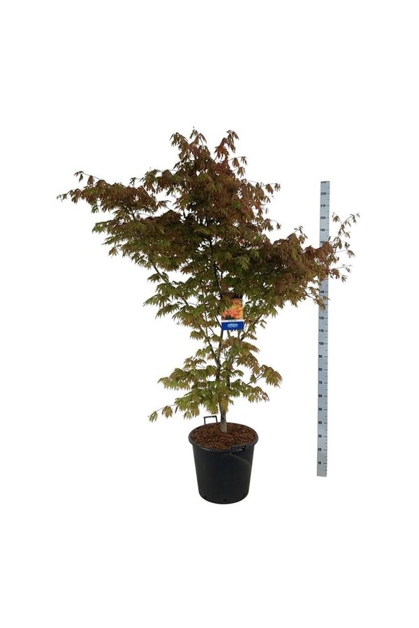 Esdoorn Acer North Wind ®