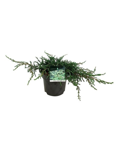 Juniperus