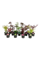 Esdoorn Mixlaag Acer palmatum veredeld