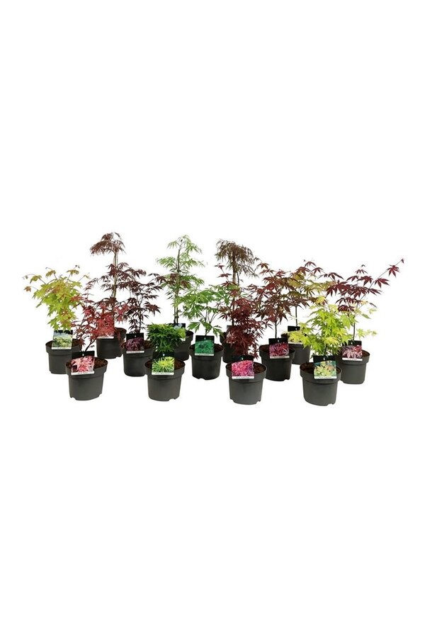 Esdoorn Mixlaag Acer palmatum veredeld