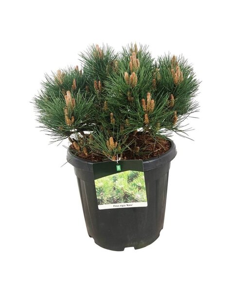 Pinus