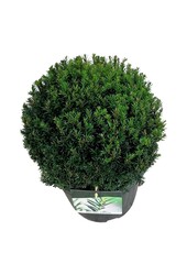 Venijnboom Taxus media Groenland