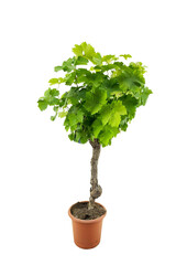 Vitis Vinifera op stam