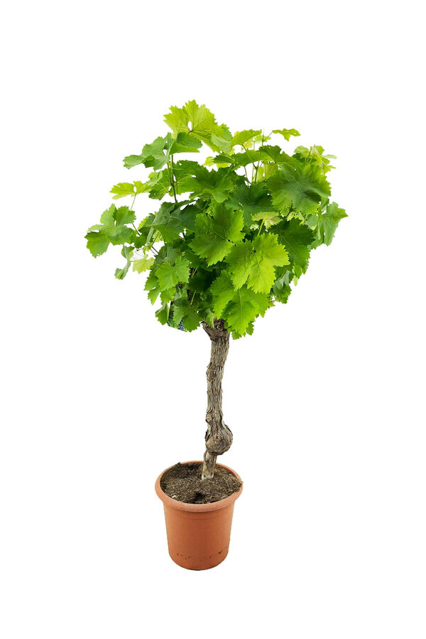 Vitis Vinifera op stam
