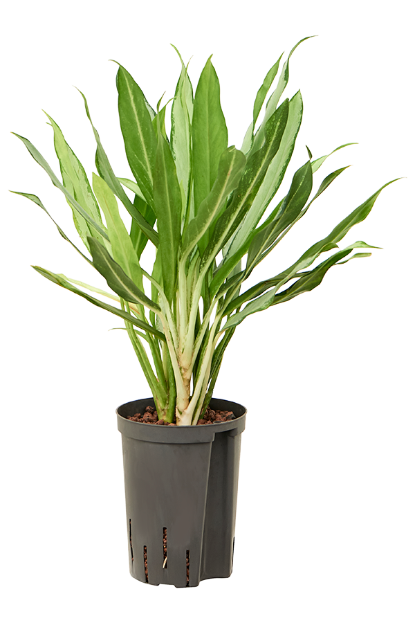 Hydroplant Aglaonema White Lance
