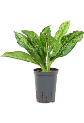 Hydroplant Dieffenbachia Crocodile