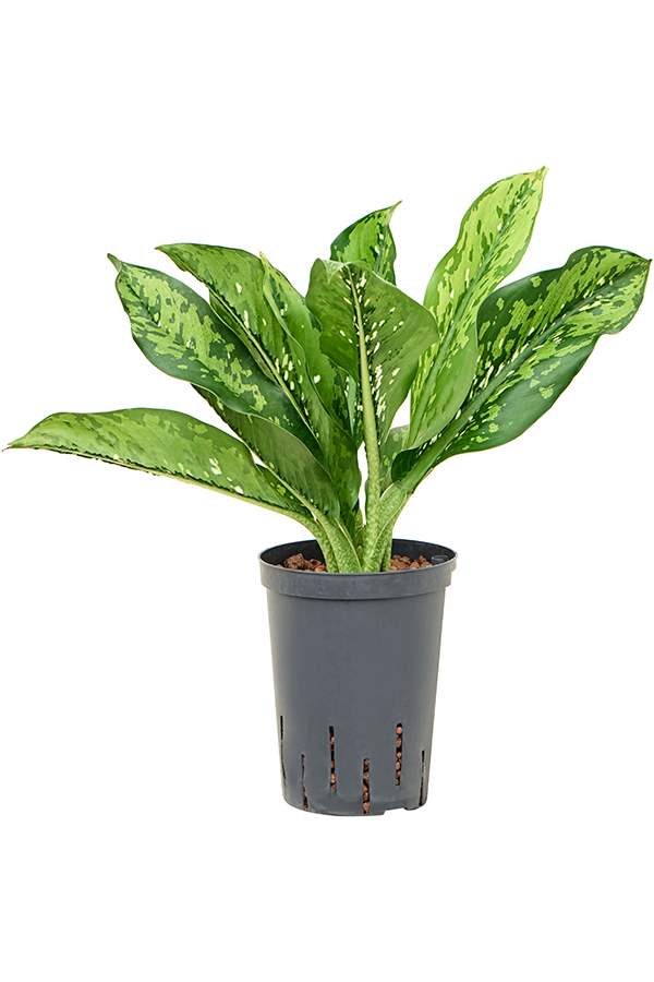 Hydroplant Dieffenbachia Crocodile