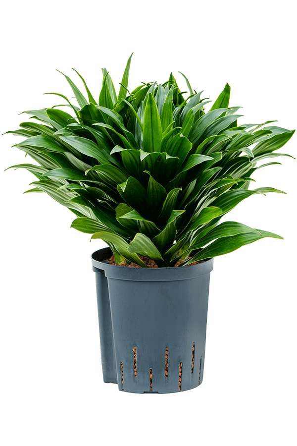 Hydroplant Dracaena Fragrans Compacta