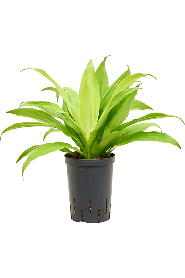 Hydroplant Dracaena Fragrans Limelight