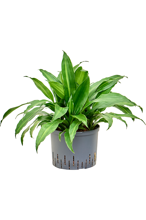 Hydroplant Dracaena Fragrans Rainbow