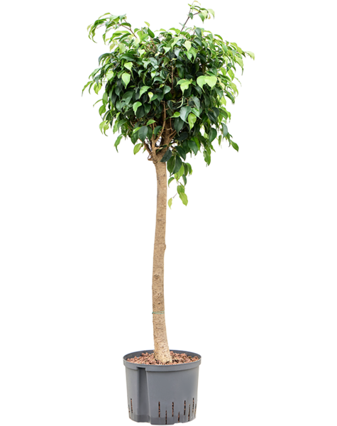 Hydroplant Ficus