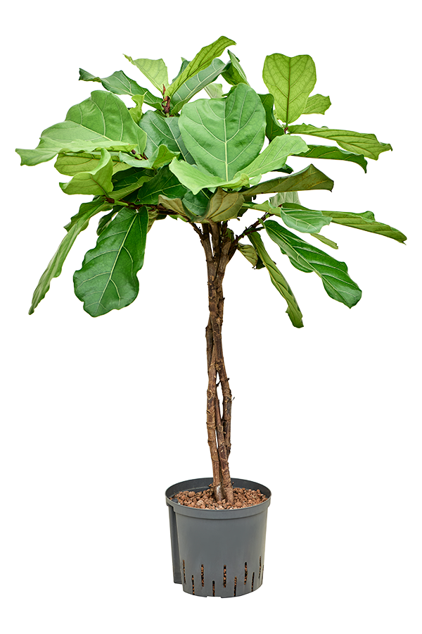 Hydroplant Ficus Lyrata