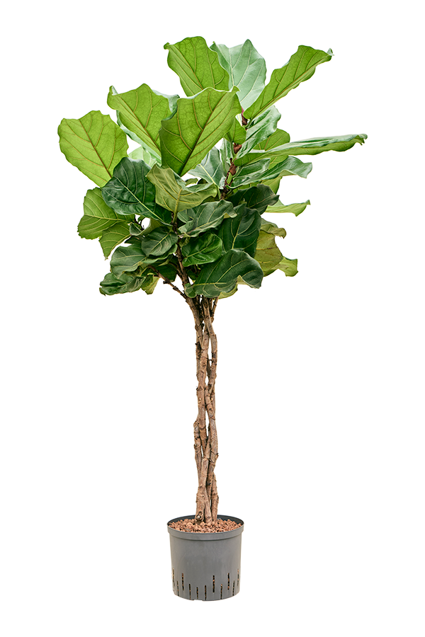 Hydroplant Ficus Lyrata