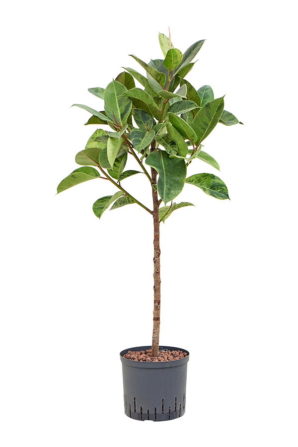 Hydroplant Ficus Elastica Shivereana Moonshine