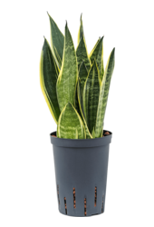 Hydroplant Sansevieria Trifasciata Canary