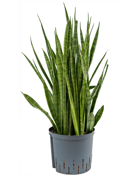 Hydroplant Sansevieria