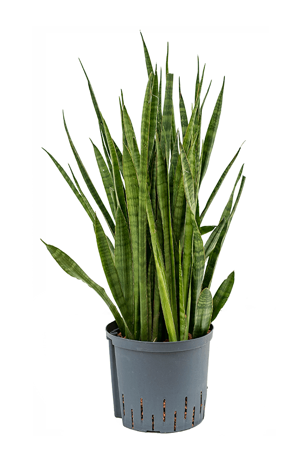 Hydroplant Sansevieria Kirkii