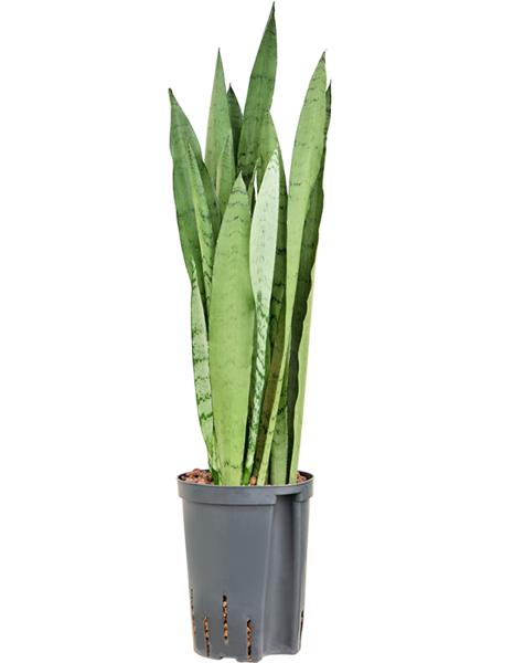 Hydroplant Sansevieria