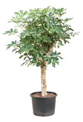 Hydroplant Schefflera Arboricola Compacta