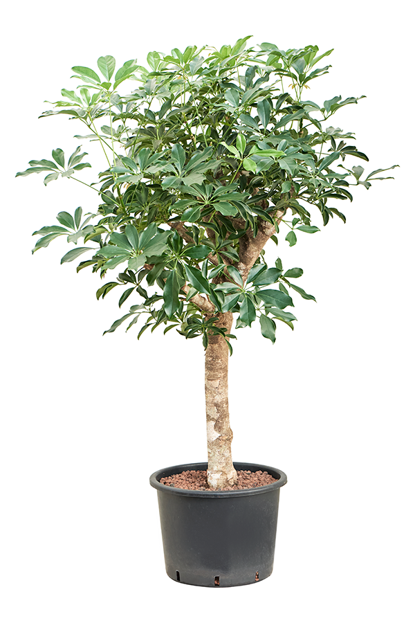 Hydroplant Schefflera Arboricola Compacta