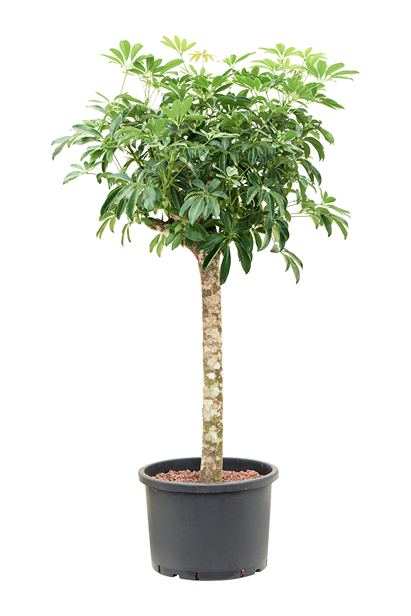 Hydroplant Schefflera Arboricola Compacta