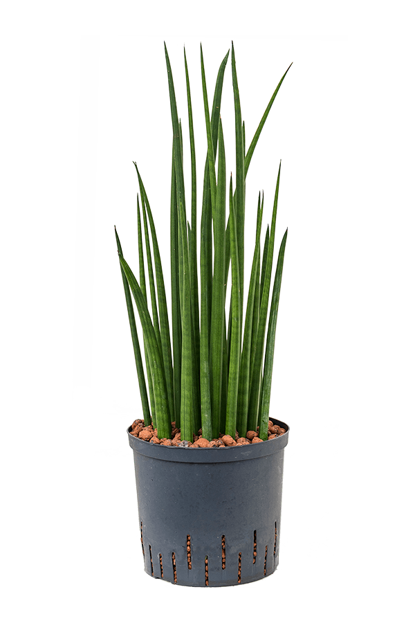 Hydroplant Sansevieria Cylindrica Spikes