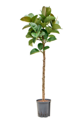 Hydroplant Ficus Elastica Cloe