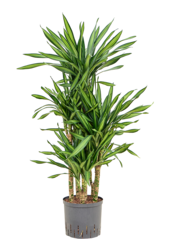 Hydroplant Dracaena Fragrans Riki