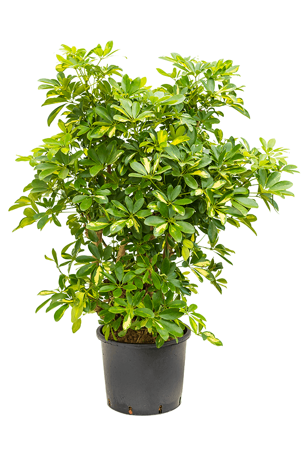 Hydroplant Schefflera Arboricola Gold Capella