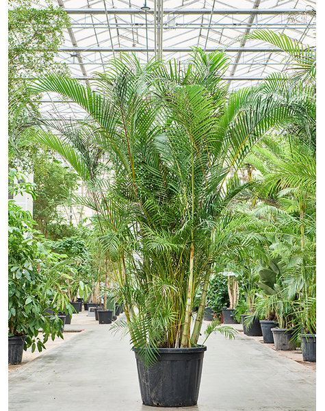 Dypsis