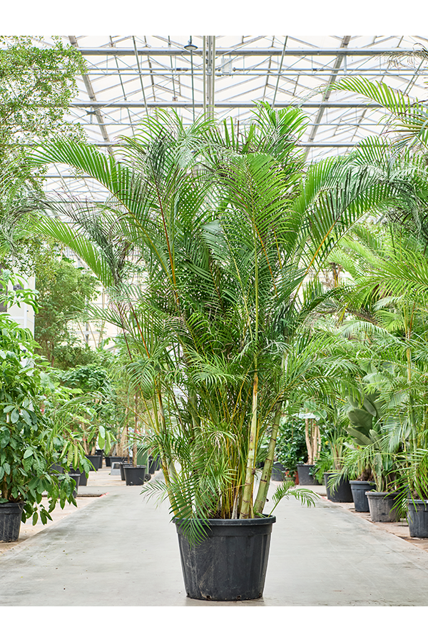 Dypsis (Areca) Lutescens