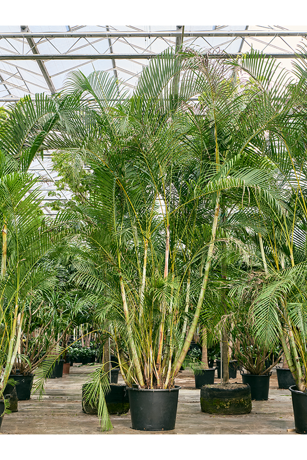 Dypsis (Areca) Lutescens